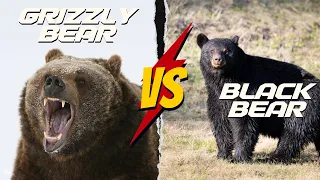 Grizzly Bear VS Black Bear - What's The Difference? | Which Bear is Stronger? | Griz Vs Black Bear