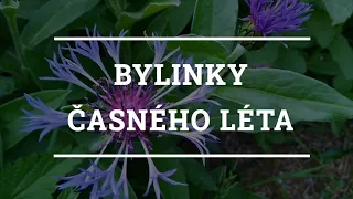 Bylinky časného léta