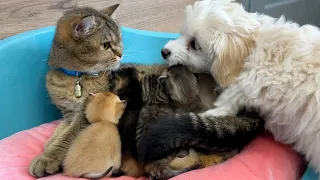 The puppy wants to help the mother cat wash the kittens while she feeds them