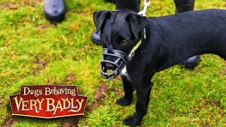 Patterdale Terrier Sandy can't control herself around other dogs