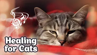 Sleepy Purrs & Calming Cat Music ✨ Anti-Anxiety Cat Harp Lullaby