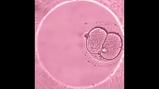 Развитие эмбрионов видео