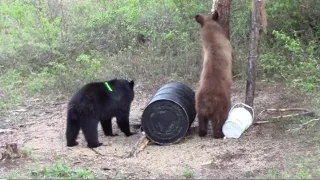 20 BEAR HUNTING COMPILATION