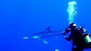 Blue Shark Diving Azores
