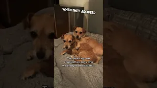 They adopted these two dogs and found out a surprise ❤️