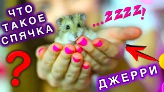 ХОМЯК НЕ УМЕР КАК ХОМЯКИ ВПАДАЮТ СПЯЧКУ ОЦЕПЕНЕНИЕ | Elli Di Pets