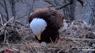 Decorah Eagles - North Nest 29.03.2024