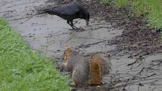 Crow Cracking Open An Almond