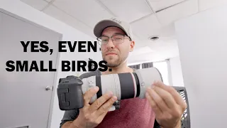 Is the Canon RF 100-500L Enough For Wildlife?