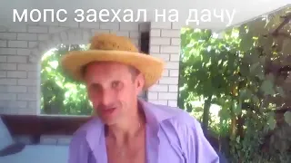 Мопс не Гребень освобожден