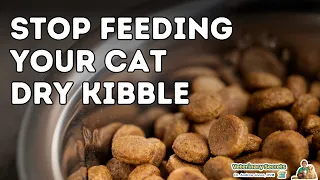 Dangers of Dry Cat Food