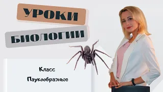 Класс Паукообразные