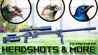 HEADSHOTS & MORE | FX Panthera 700mm | 26gr High BC Slugs | Hunting | Airgun Pest Control |