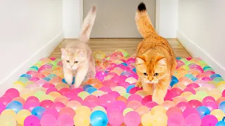 Can Kittens Walk On Water Balloons?