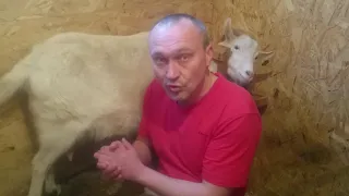 Как восстановить вымя козы после родов