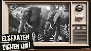 Gelungener Umzug bei den Elefanten | Tierparkteletreff