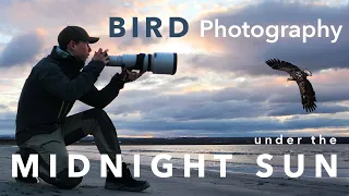 Bird Photography under the Midnight Sun ⎸ Summer in the Arctic