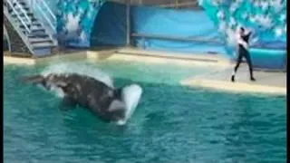 Shamu attacks and kills Pelican during show