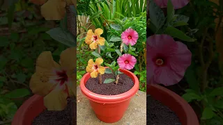 How to propagate hibiscus flower plant from cutting at home #shorts #gardengrafting #hibiscusplant