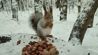 Белк ест орехи на пеньке и ворчит на другую белку