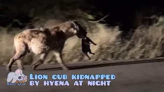 Hyena steal lion cub at night