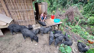 Building Survival A New Life, make Outdoor Bathroom Out of Wood, Wilderness Alone, Pig Farm Life