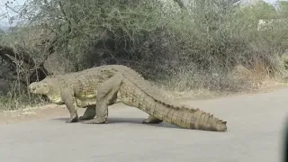 HUGE monster Crocodile crosses the road. Kruger National Park South Africa. Sunset Dam.