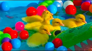 Ducklings in the water park