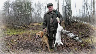 Охота на зайцев с тремя гончими собаками!