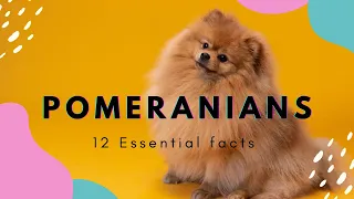 12 Essential facts about Pomeranians 🐶🐕 #Pomeranians - #PomPom - #Boo dog