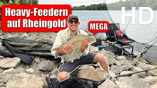 Heavy-Feedern auf Rheingold - Angeln auf Brassen und Barben am Rhein in HD #angeln #heavyfeedern