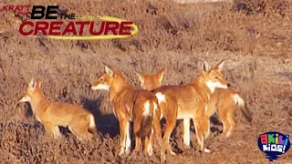 Be The Creature | The Ethiopian Wolf | Akili Kids!