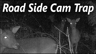 Deer at Cannock Chase Road Side Camera Trap