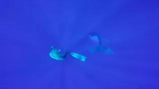 Freediver Swims With A Singing Whale