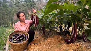Harvesting Eggplants and bring them to the market to sell, Vàng Hoa