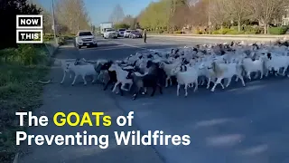 How California Uses Goats to Prevent Wildfires #Shorts