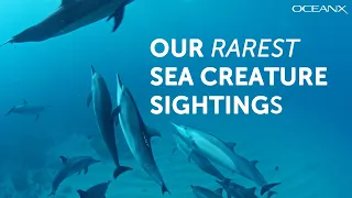 Sea Creature Encounters We Can't Forget | Moments in Exploration