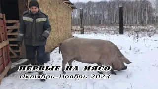 Первые на мясо. Октябрь-Ноябрь 2023