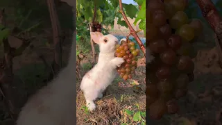 Cute little rabbit eating jelly grapes Rabbit Cute little pastoral pet