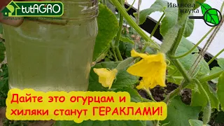 Дайте это огурцам В ИЮЛЕ и они будут плодоносить ДО ЗАМОРОЗКОВ! Чего не хватает огурцам для урожая?