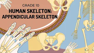 Human Skeleton | APPENDICULAR SKELETON