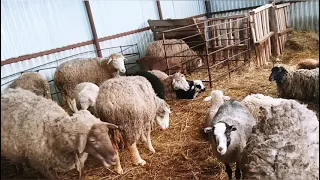 Почему важно ухаживать за копытами овец? | Овцеводство