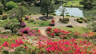 つつじ満開の六義園りくぎえん AZALEAS IN FULL BLOOM