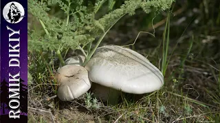 Белый степной гриб. 13 апреля 2024г. Отчёт