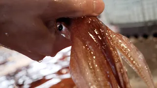 오징어 회 - 일본 스트리트 식품 -