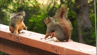 Fight scene red squirrels fast, then slow