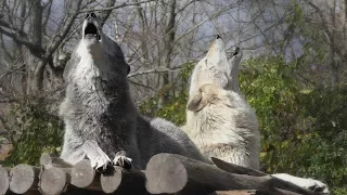 Beautiful Wolves Howl a Duet