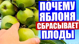 Почему яблоня сбрасывает свои плоды. Почему опадают яблоки. Что делать и как помочь яблоне