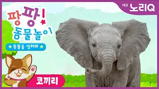 팡팡! 동물놀이💛ㅣ코끼리 편🐘ㅣ유아놀이ㅣ자연탐구ㅣ어린이 프로그램ㅣPangpang! Play with Animalㅣ Kids Programㅣ대교 노리Q