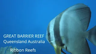 Great Barrier Reef Special Edition Ribbon Reefs